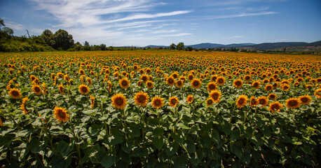 Fototapeta premium summer field of sunflowers