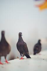 Pigeon birds standing together with friends.Pigeons sitting.Isolated pigeons.Group of birds.Group of pigeons and the dove.Bird couple.