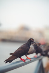 Pigeon birds standing together with friends.Pigeons sitting.Isolated pigeons.Group of birds.Group of pigeons and the dove.Bird couple.