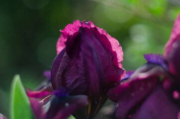 Black purple iris flower close up in the iris leaves