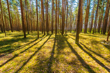 Sunlight passes through the pine trees in the spring forest