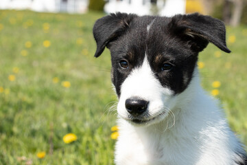 Closeup shot of Cute Black and White Border Collie Puppy In A Field of Grass and Dandelions