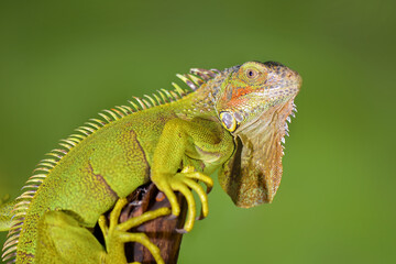 green lizard on a branch