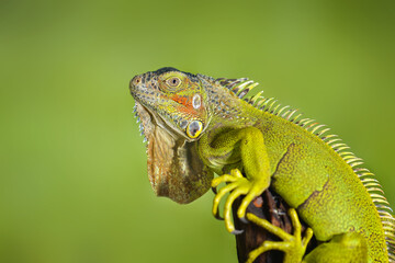 green iguana on a branch