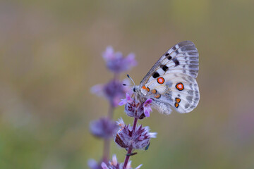 Female Apollo Butterfly, Parnassius apollo