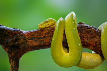 green tree python