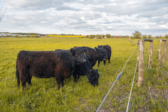 Group of four black galloway cows grazing in pasture outside Lund Sweden in late spring