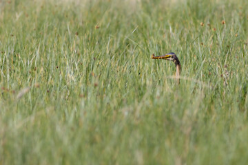Nature and heron. Purple Heron. Lake nature habitat background. Bird: Purple Heron. 