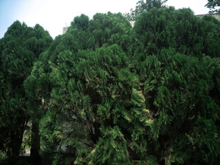 Fototapeta na wymiar Cypress Tree branch closeup image on sunny day