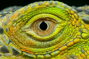 Obraz premium green iguana close up