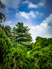 Fototapeta na wymiar Cypress Tree branch closeup image on sunny day blue cloudy sky