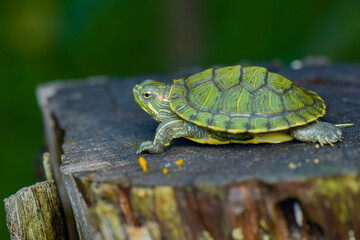 turtle on the wood