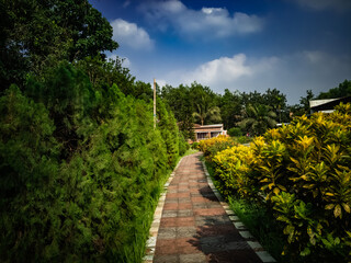 Path passing though Cypress Tree branch on sunny day with blue cloudy sky