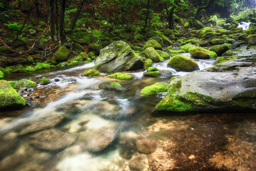 尺名がわの苔と新緑