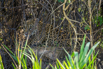 Wild Jaguar behind plants in riverbank, Pantanal, Brazil © F.C.G.