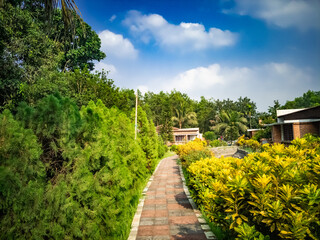 Path passing though Cypress Tree branch on sunny day with blue cloudy sky
