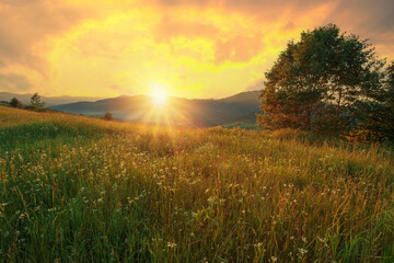 Rural mountain meadow with wildflowers in scenic sunset light. Beautiful warm scenery of Carpathian mountains. Ukraine.