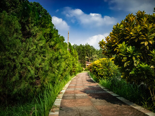 Path passing though Cypress Tree branch on sunny day with blue cloudy sky