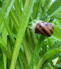 small snail crawling on green leaf