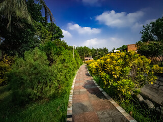 Path passing though Cypress Tree branch on sunny day with blue cloudy sky