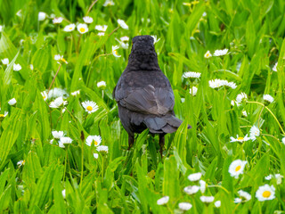 Blackbird among white daisies in green grass