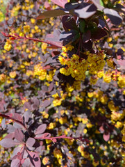 spring bloom of berberis thunbergii or atropurpurea