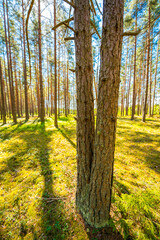 Two pine trees in a pine forest. Focus on tree trunk