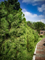 Path passing though Cypress Tree branch on sunny day with blue cloudy sky
