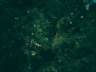 Fototapeta na wymiar Cypress Tree branch closeup image on sunny day dark moody effect
