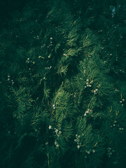 Cypress Tree branch closeup image on sunny day dark moody effect