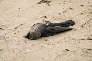 Decaying body of a died crow 