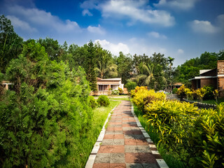 Path passing though Cypress Tree branch on sunny day with blue cloudy sky