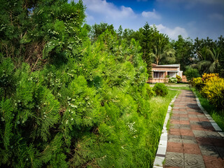 Path passing though Cypress Tree branch on sunny day with blue cloudy sky
