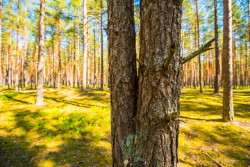 Obraz premium Two pine trees in a pine forest. Focus on tree trunk
