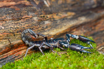 Scorpion on wood