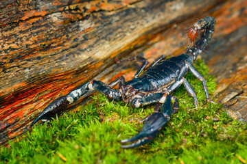 Scorpion on wood