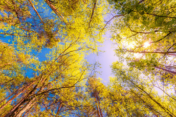 Variety crowns of the trees in the spring forest against the blue sky with the sun. Bottom view of...