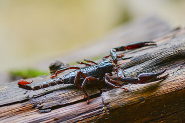 Scorpion on wood