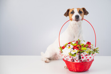 Portrait of doggy jack russell terrier holding a red basket with flowers on a white background....