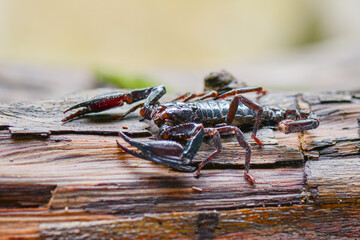 Scorpion on wood