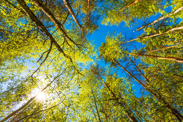 Variety crowns of the trees in the spring forest against the blue sky with the sun. Bottom view of the trees