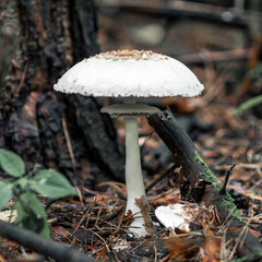 The white fungus Macrolepiota excoriata grows in a forest