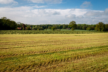 Fototapeta na wymiar Freshly mowed grass on the hilly farmland in the Twente region, Overijssel province, The Netherlands