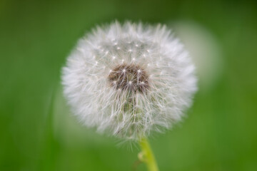 fluffy dandelion seed head on green meadow background closeup selective focus