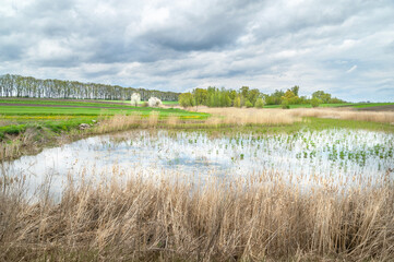 Dry reeds in cloudy weather. Panorama of the lake shore overgrown with reeds in the spring.