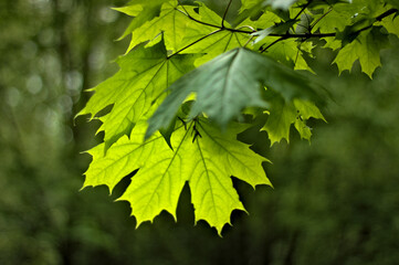 Zwisające na słońcu zielone liście klonu pokazujące prawdziwą wiosne - obrazy, fototapety, plakaty