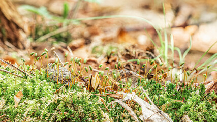 Bright blooming green moss in clear weather in the woods, cone and pine needles, super macro