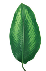 Natural green leaves of background