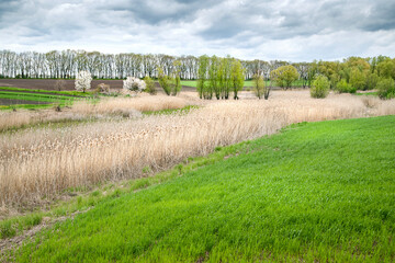 Dry reeds in stormy weather. Young green grass on the shore of a lake overgrown with dry reeds in the spring. Reclamation and environment.