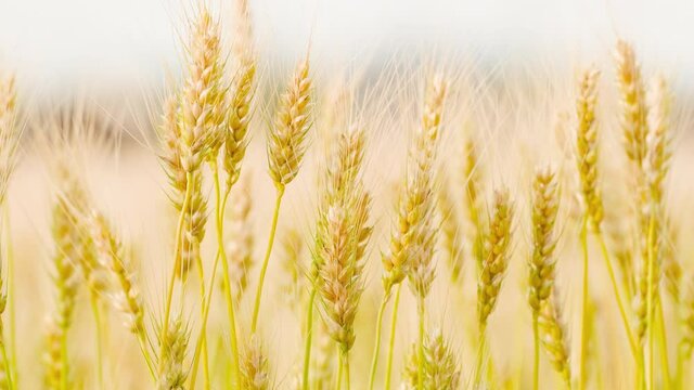 Yellow Field of Rye or Ripe Wheat Blowing by Wind in A Field, Agriculture or Farm Image, Nobody, Fixed Shooting, Food Industry	